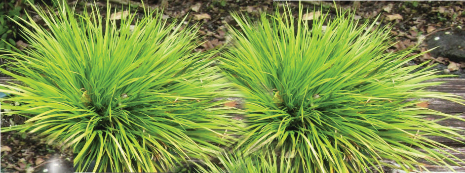Acorus gramineus Pusillus