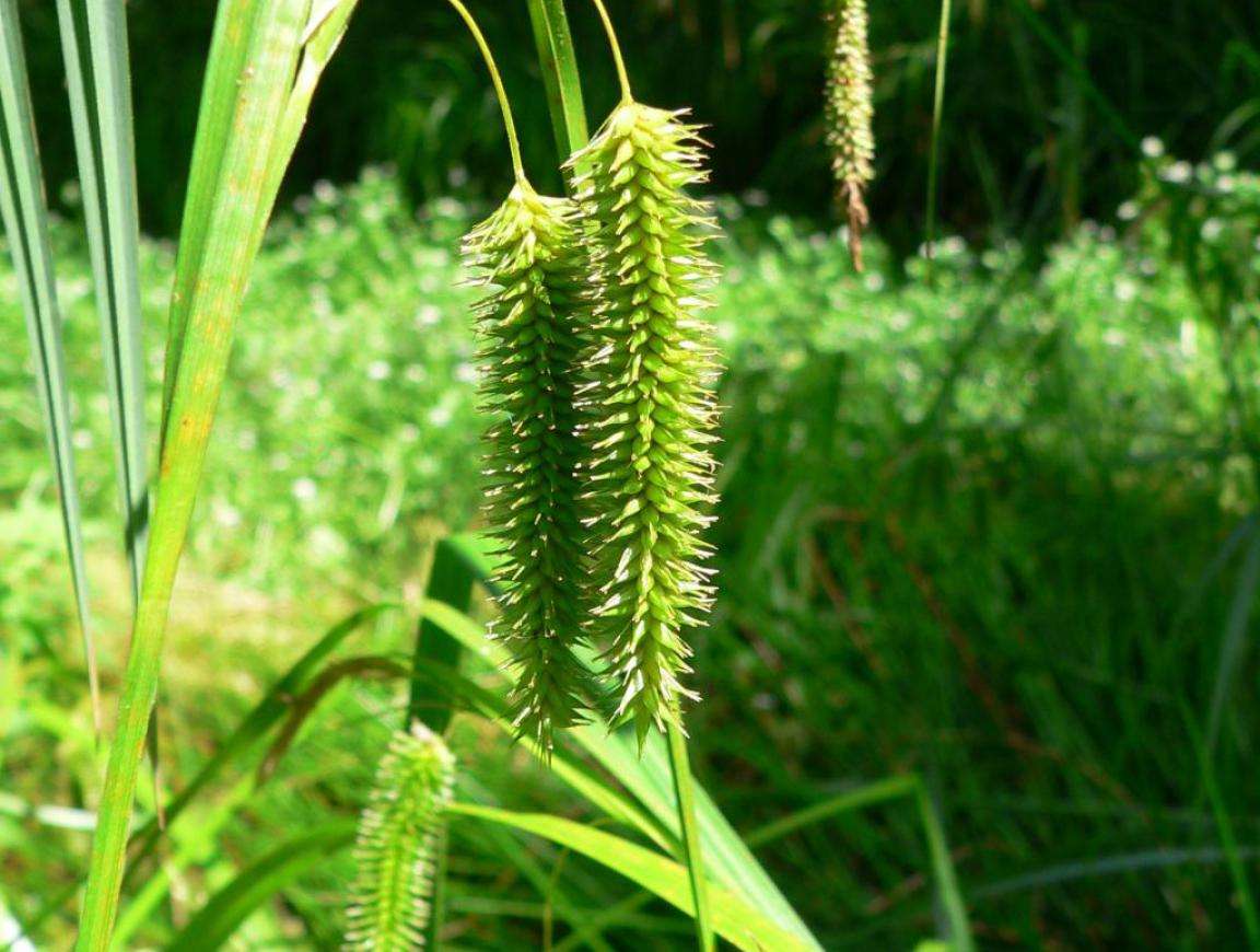 Carex pseudocyperus (Cyperus sedge)