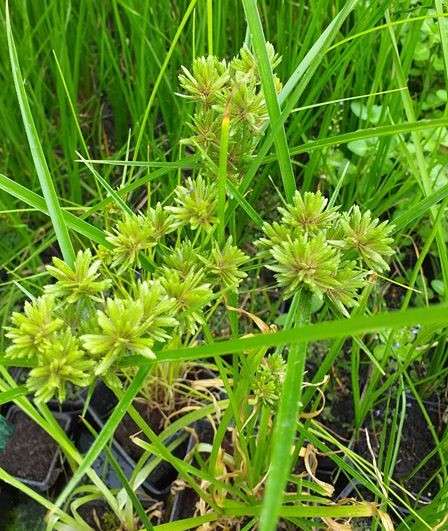 Cyperus alternifolius 'Involucratus' (Umbrella palm)
