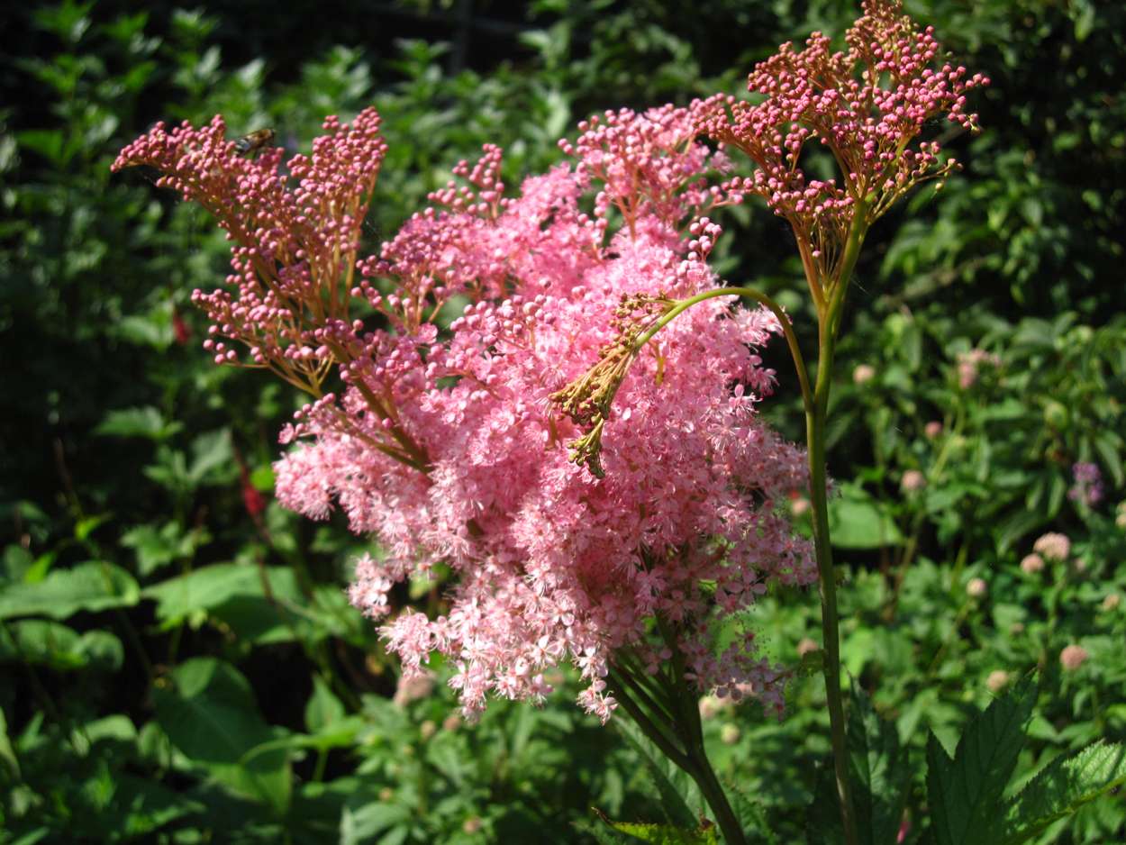 Filipendula rubra 'Venusta  Magnifica'