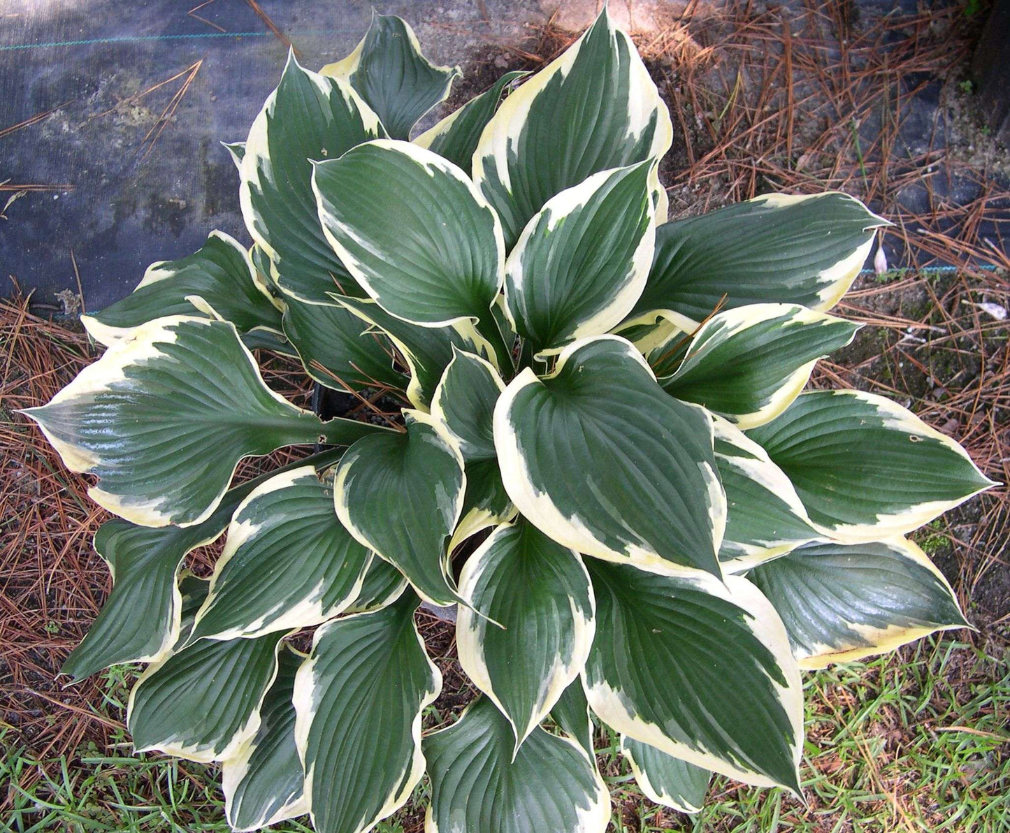 Hosta 'Patriot'