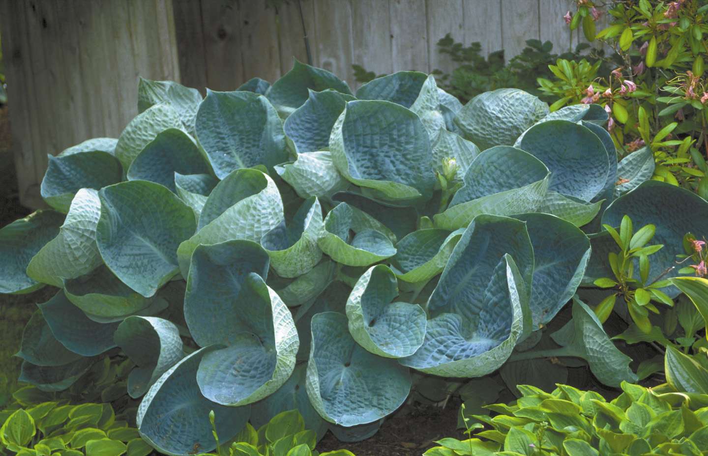 Hosta abiqua 'Drinking Gourd'