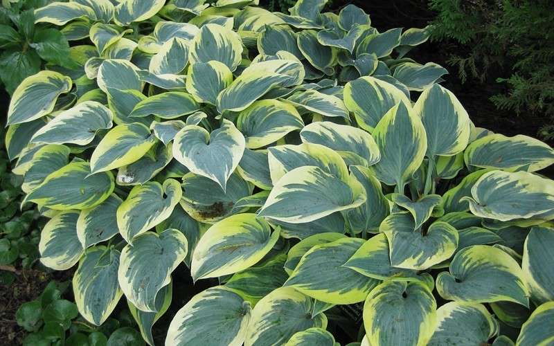 Hosta First Frost