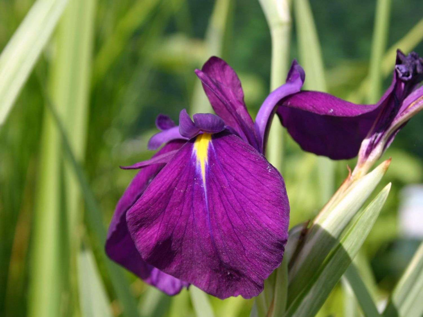 Iris ensata ‘Variegata’