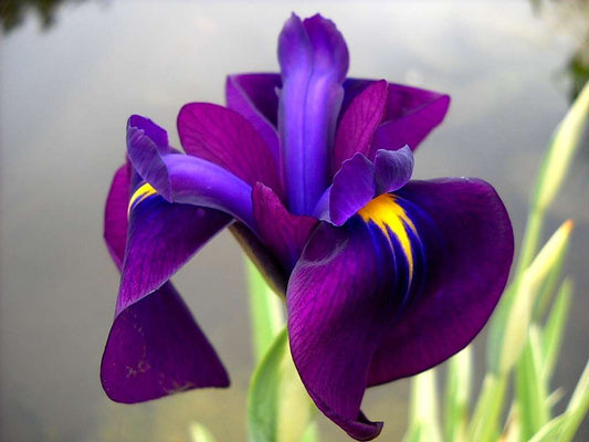 Iris ensata ‘Variegata’