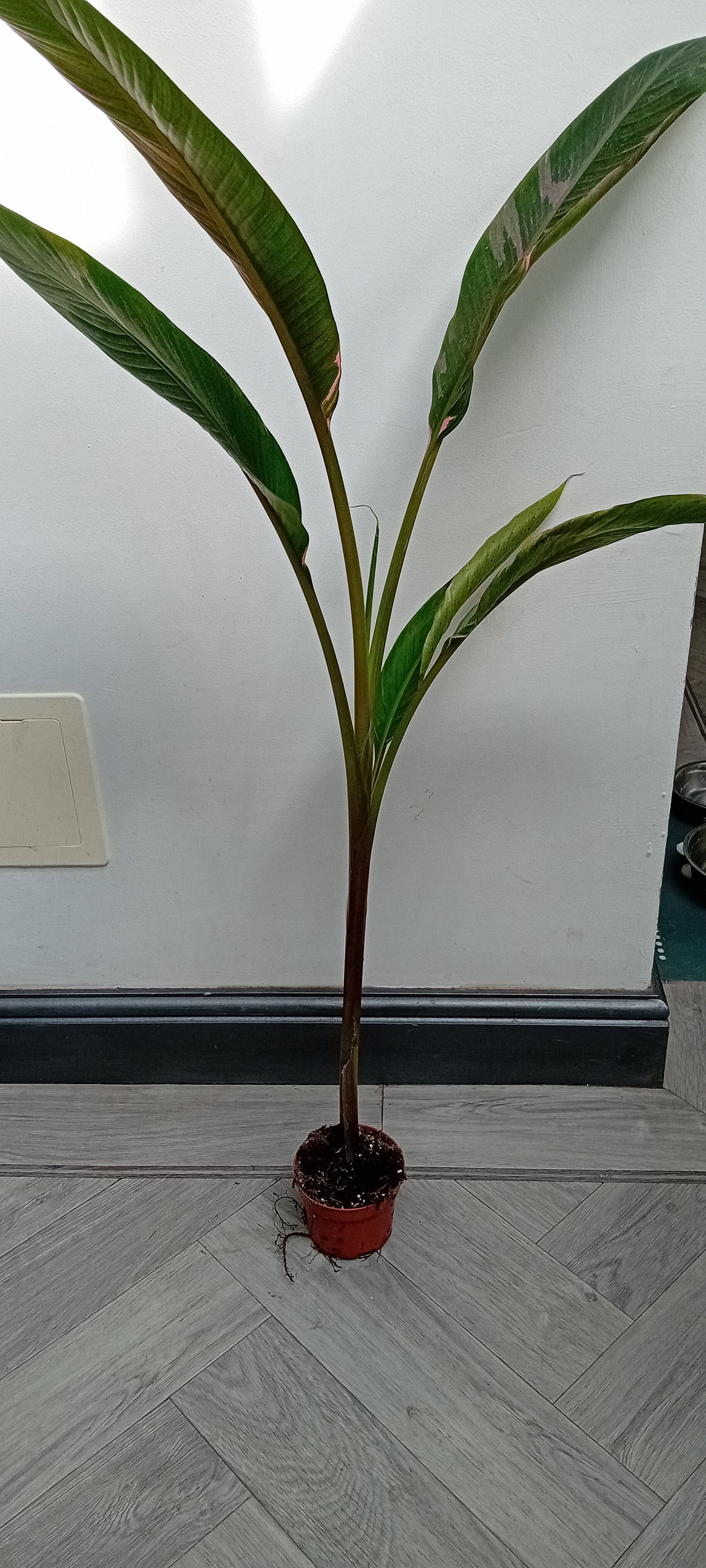 Musa NoNo pink variagated
