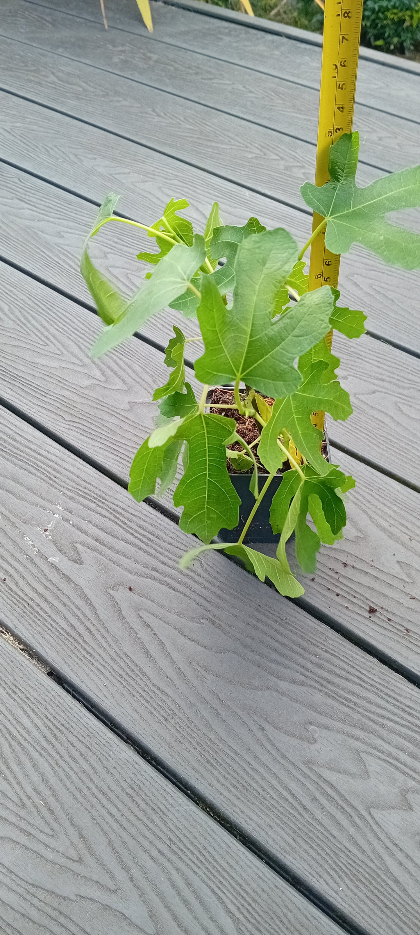 Ficus carica (15-20cm)