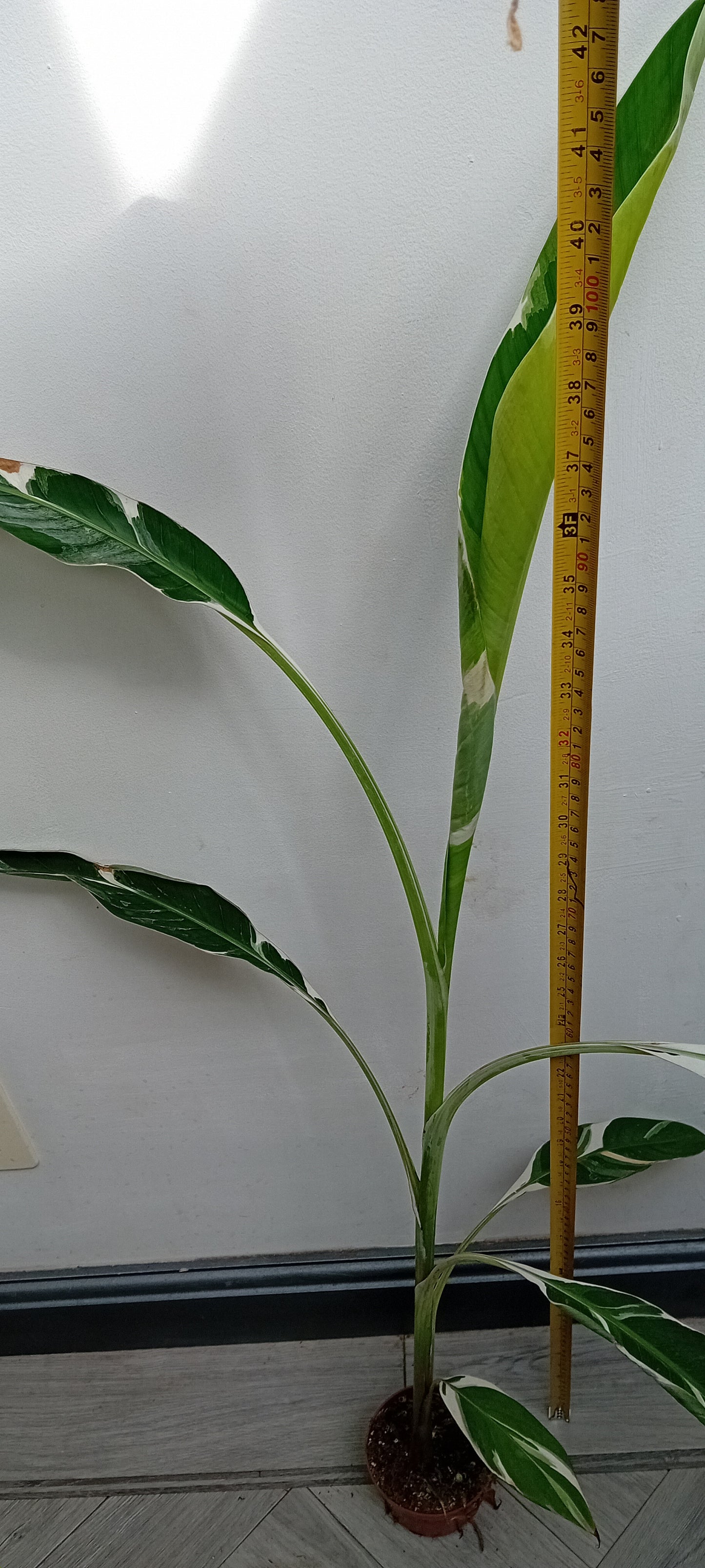 Musa Florida (AeAe)