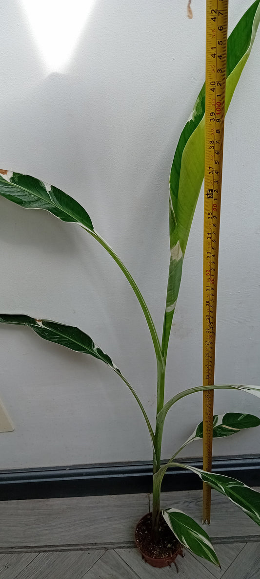 Musa Florida (AeAe)