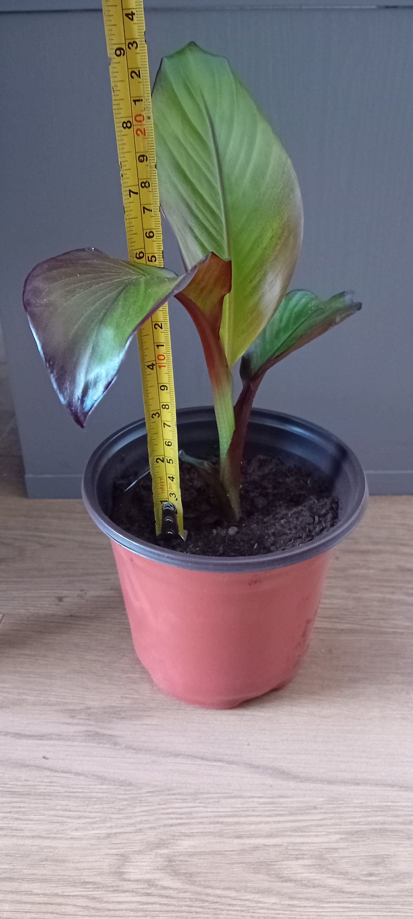 Ensete ventricosum maurelli (20cm)