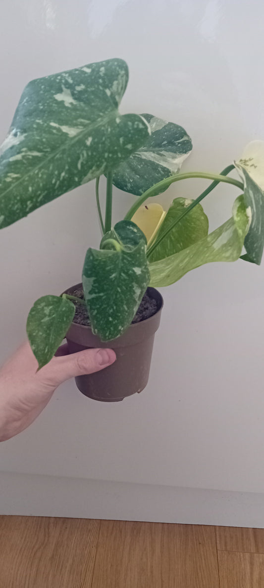 Monstera thai constellation