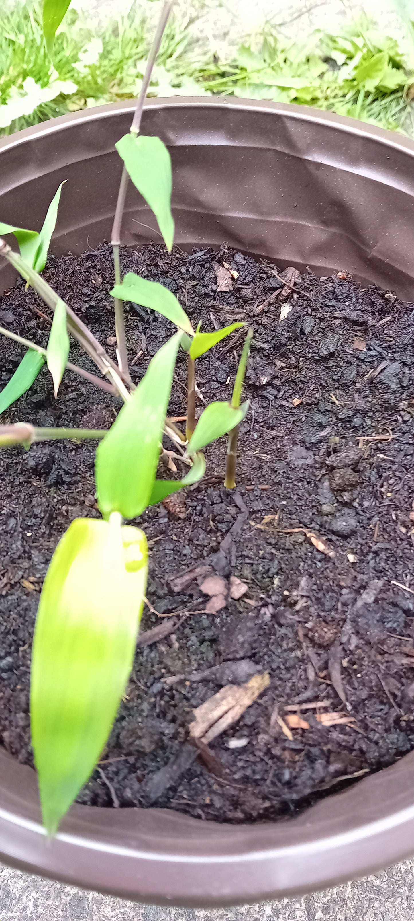 Dendrocalamus Asper