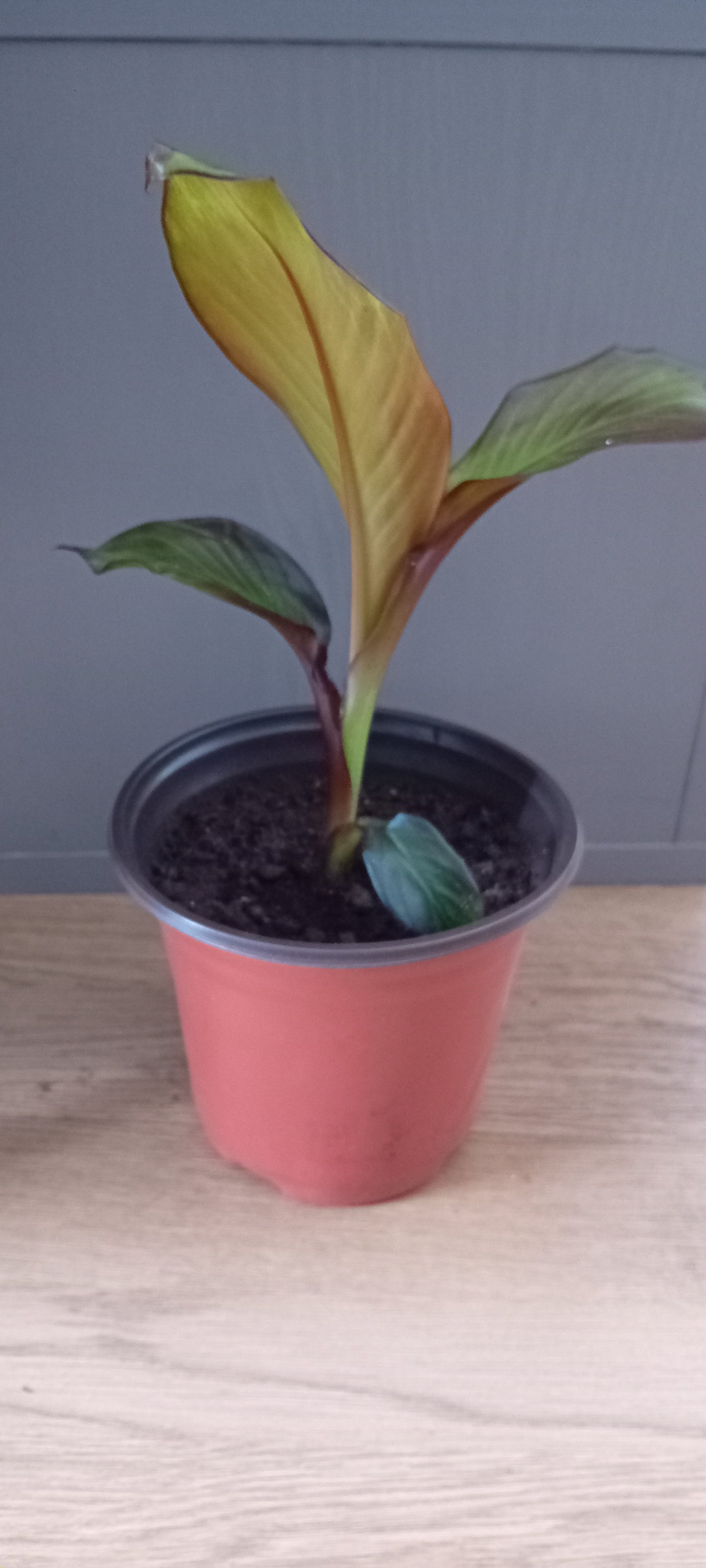 Ensete ventricosum maurelli (20cm)