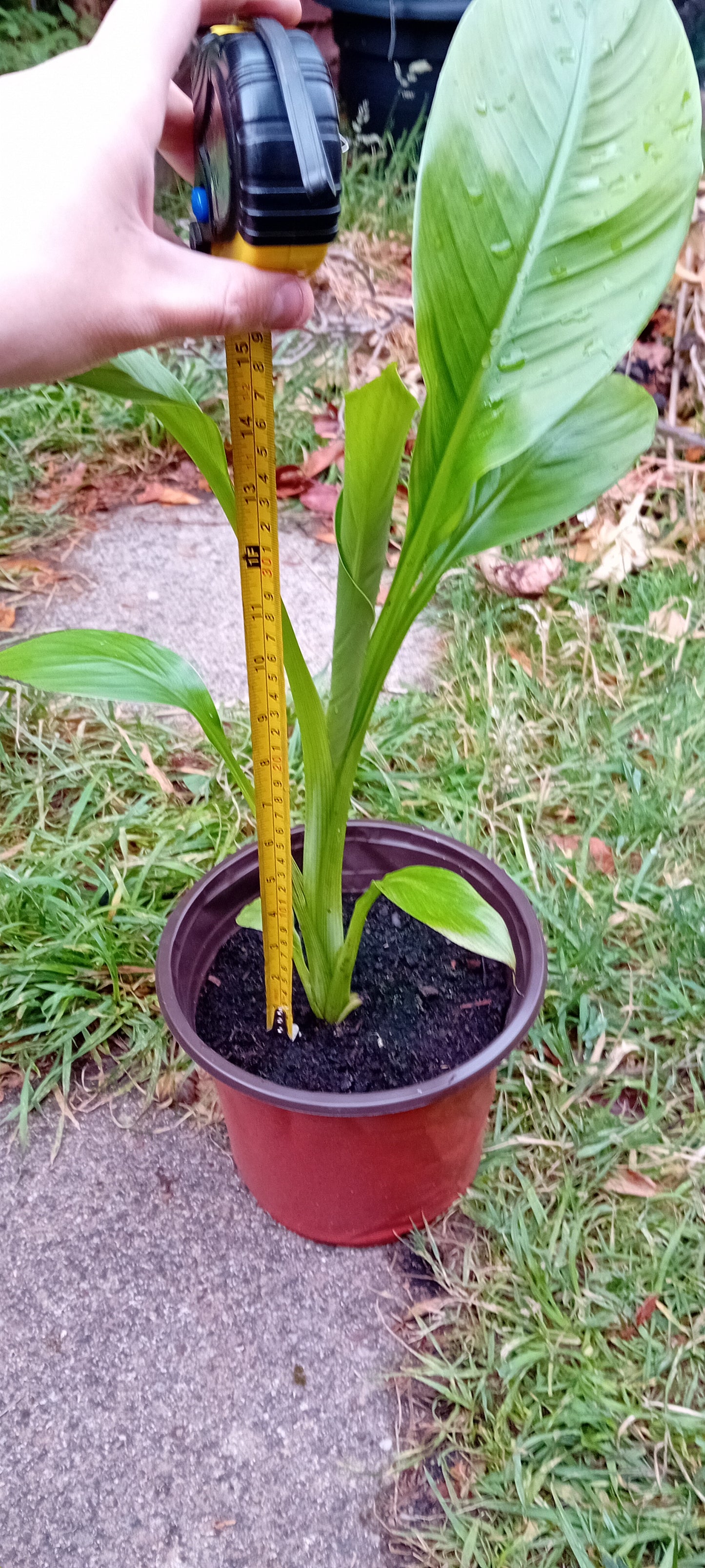 Ensete Ventricosum