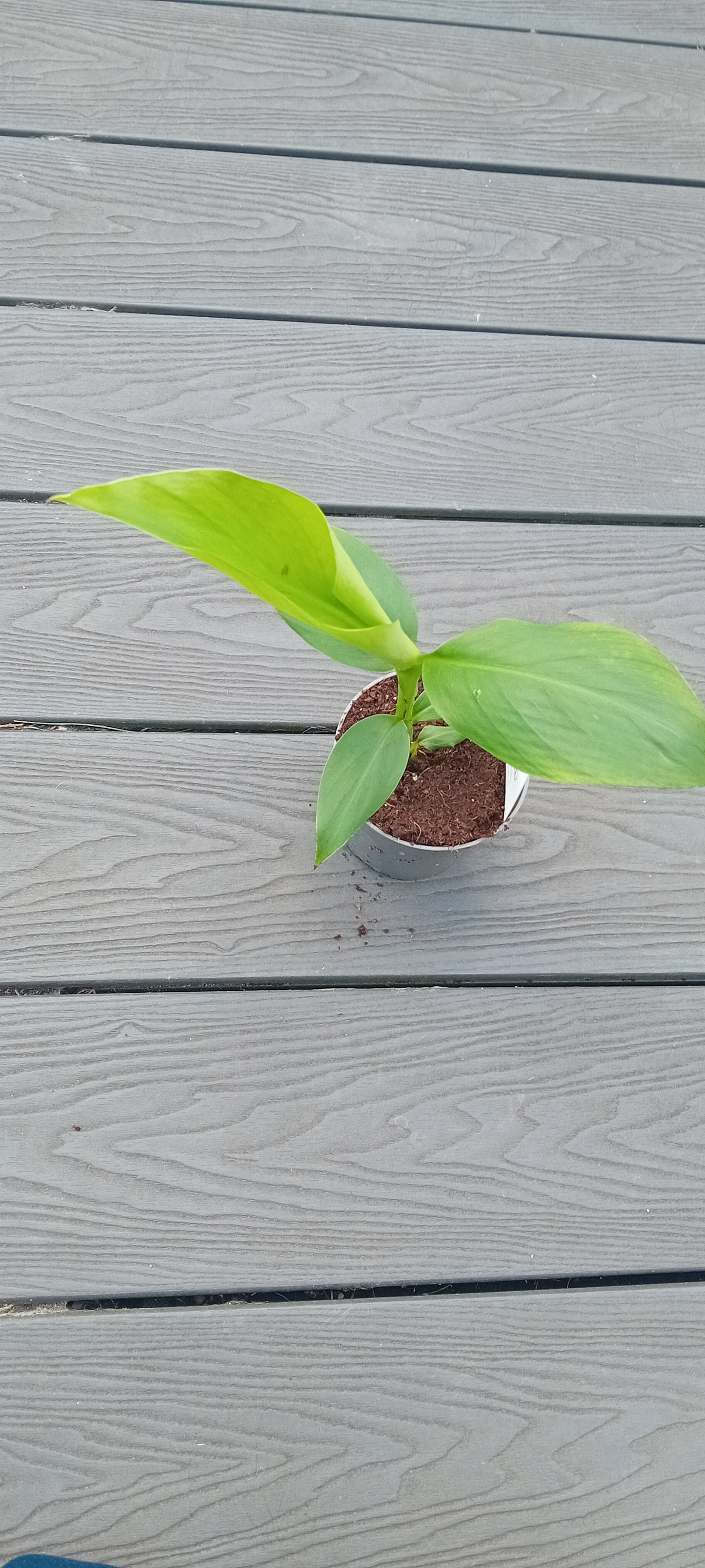 Musa Basjoo (25-30cm