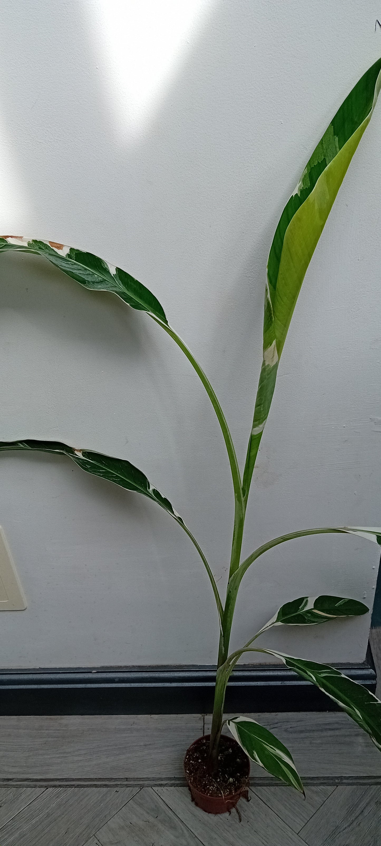 Musa Florida (AeAe)