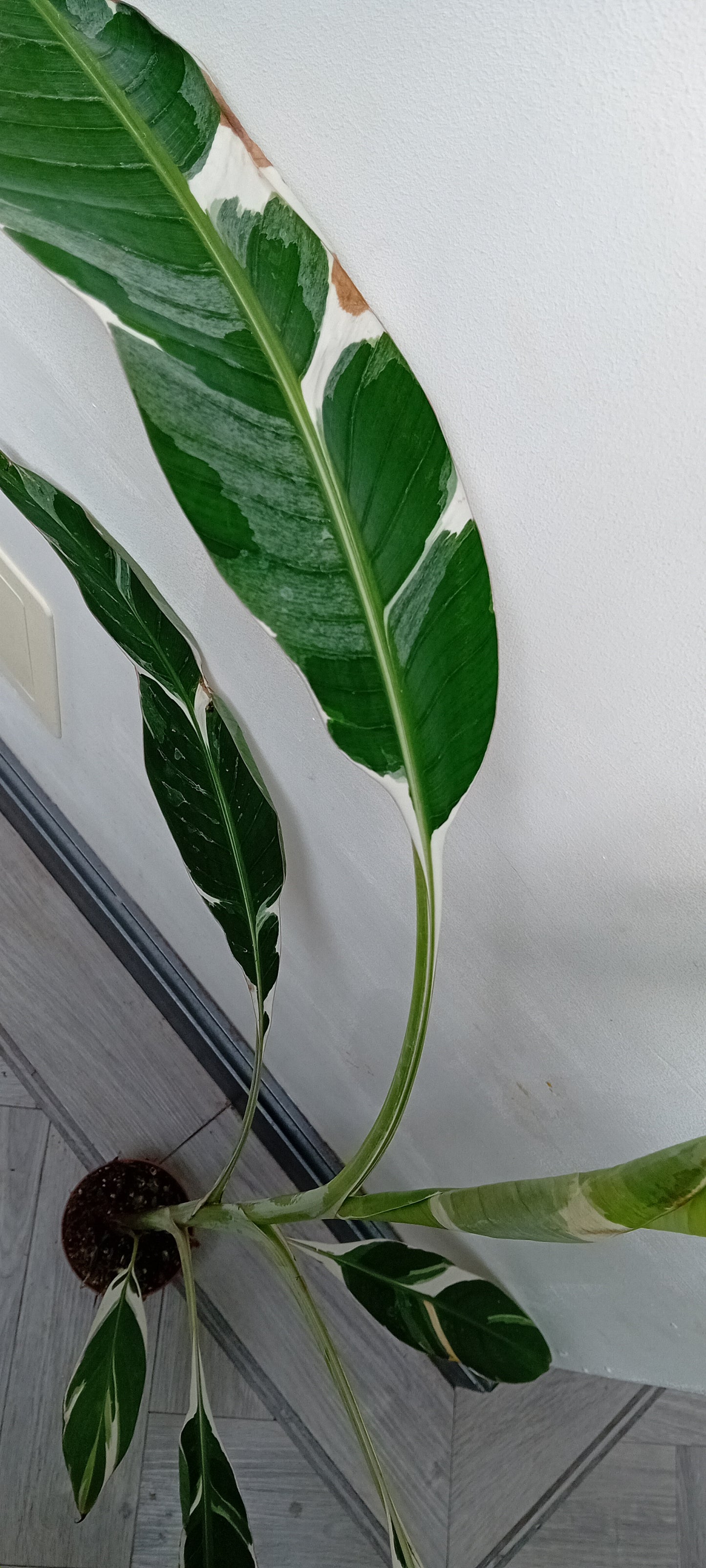 Musa Florida (AeAe)