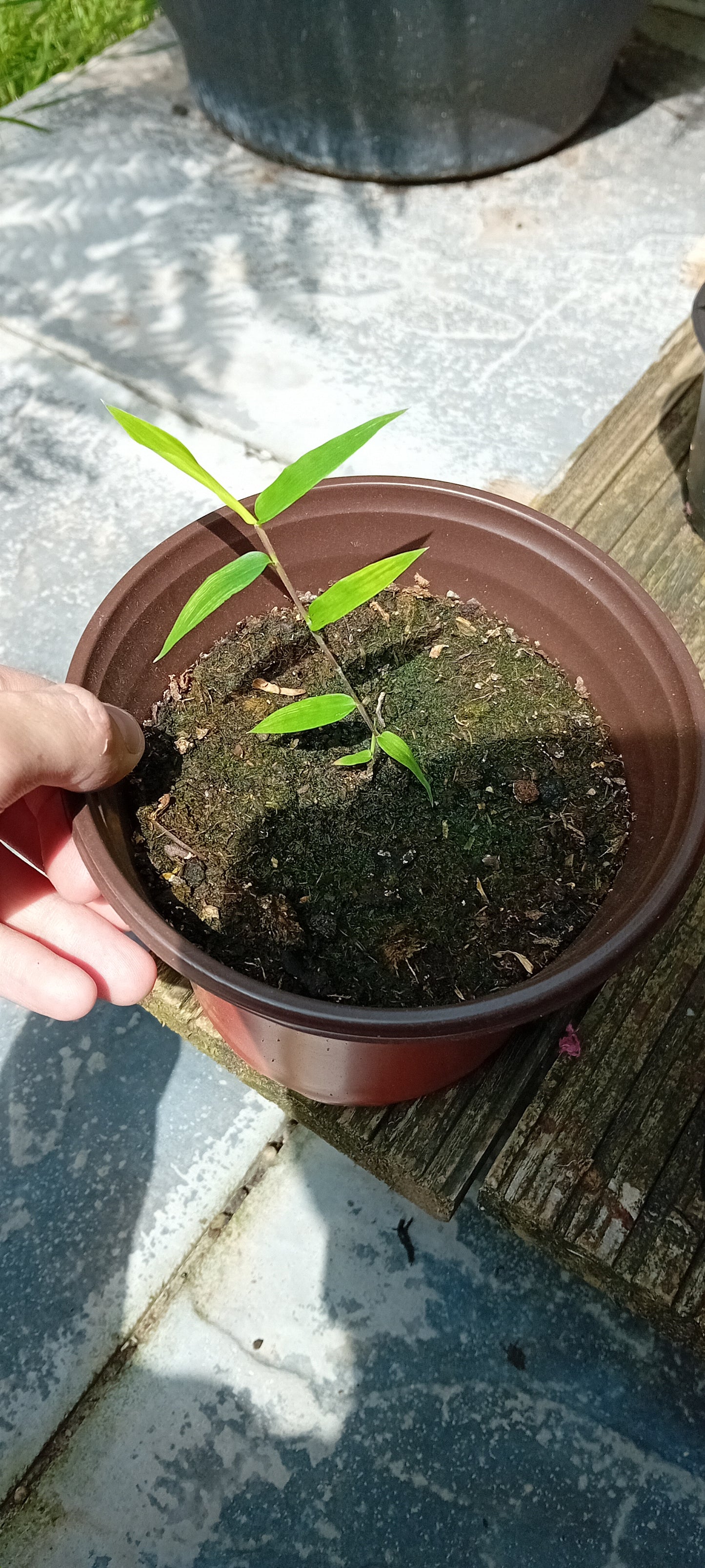 Dendrocalmus asper (Plug plant) bamboo