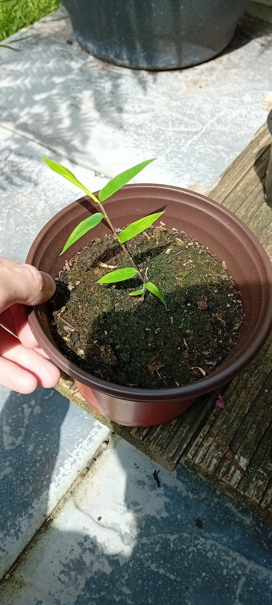 Dendrocalmus asper (Plug plant) bamboo