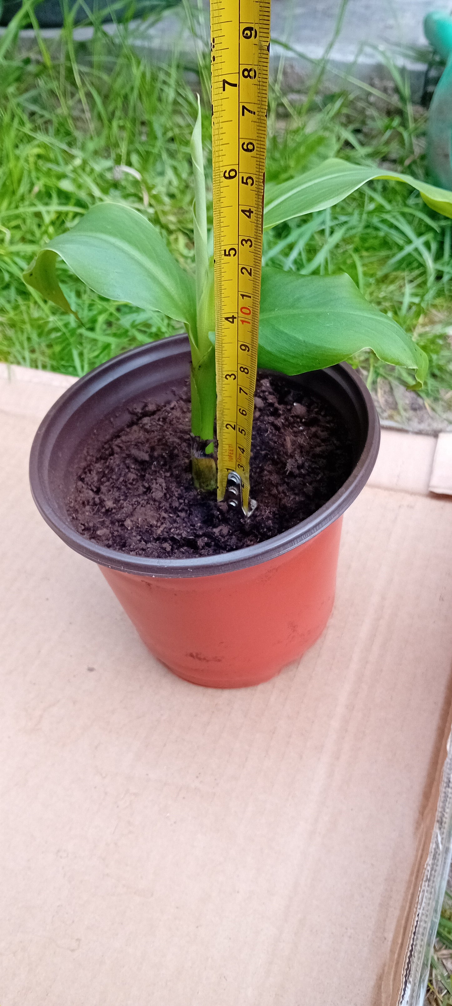 Musa basjoo (15cm)
