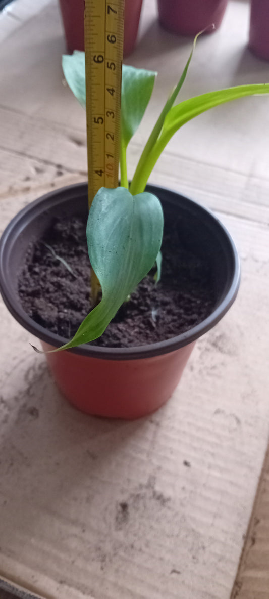 Musa sikkimensis (15cm)