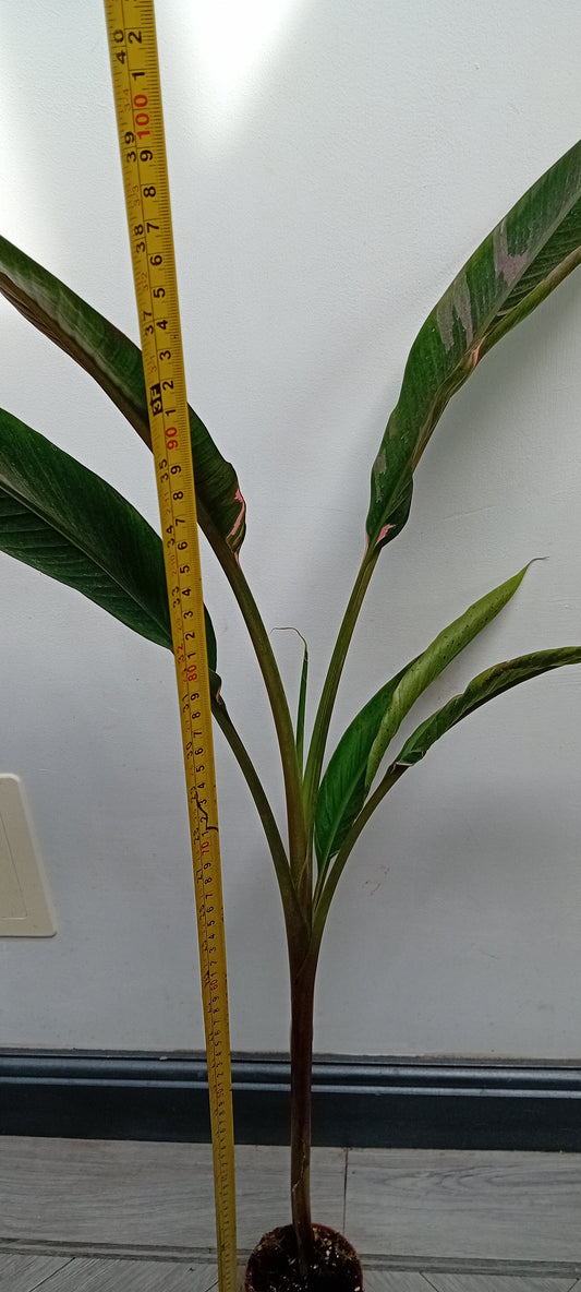 Musa NoNo pink variagated