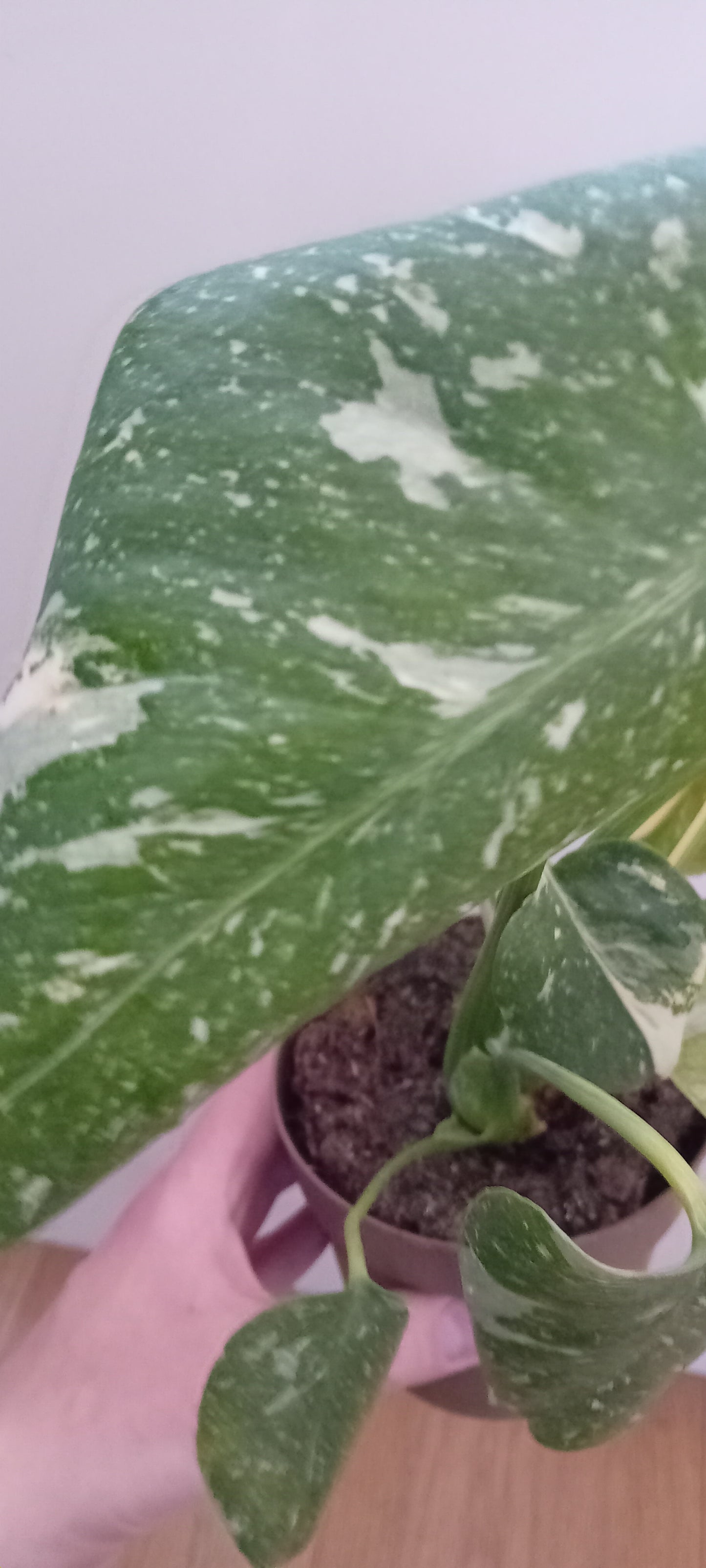 Monstera thai constellation