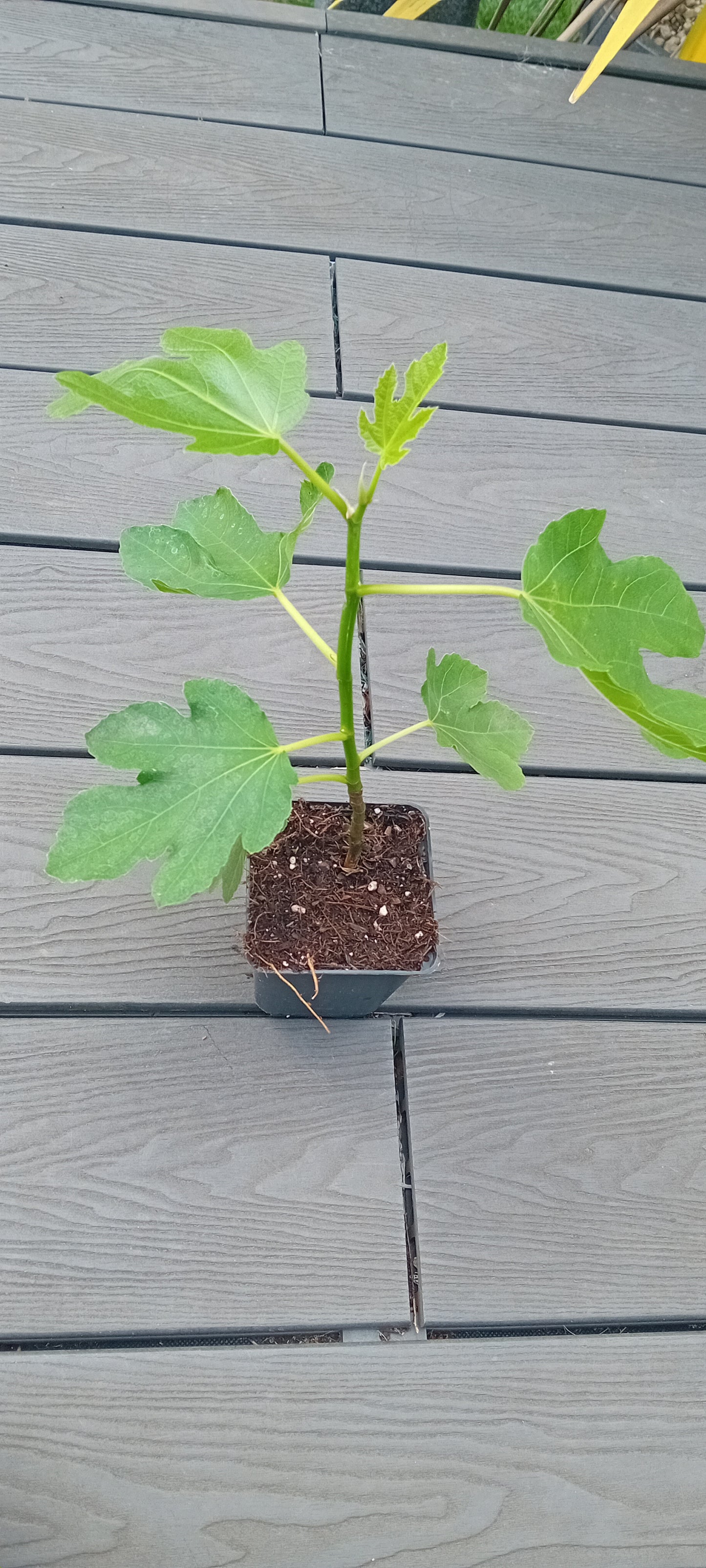 Ficus carica (15-20cm)