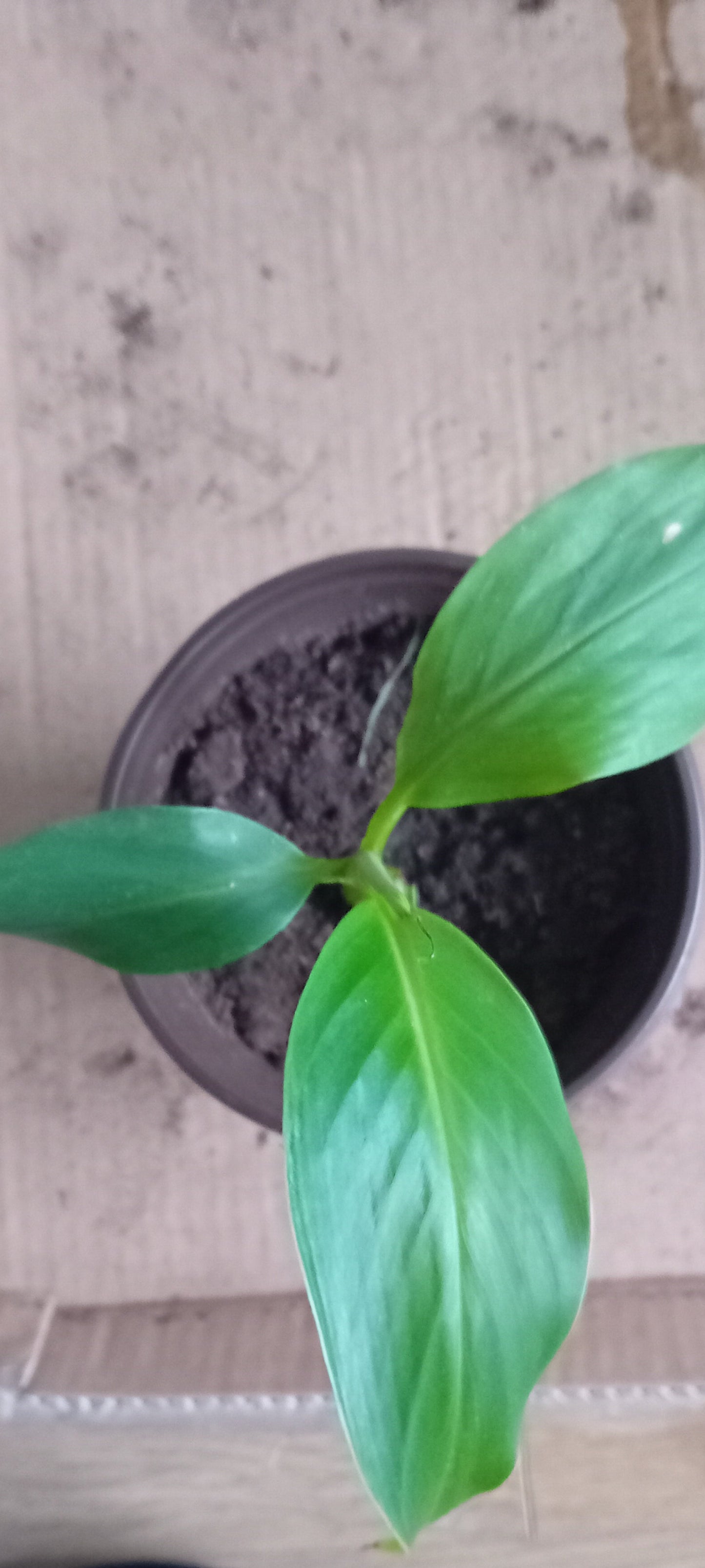 Musa sikkimensis (15cm)