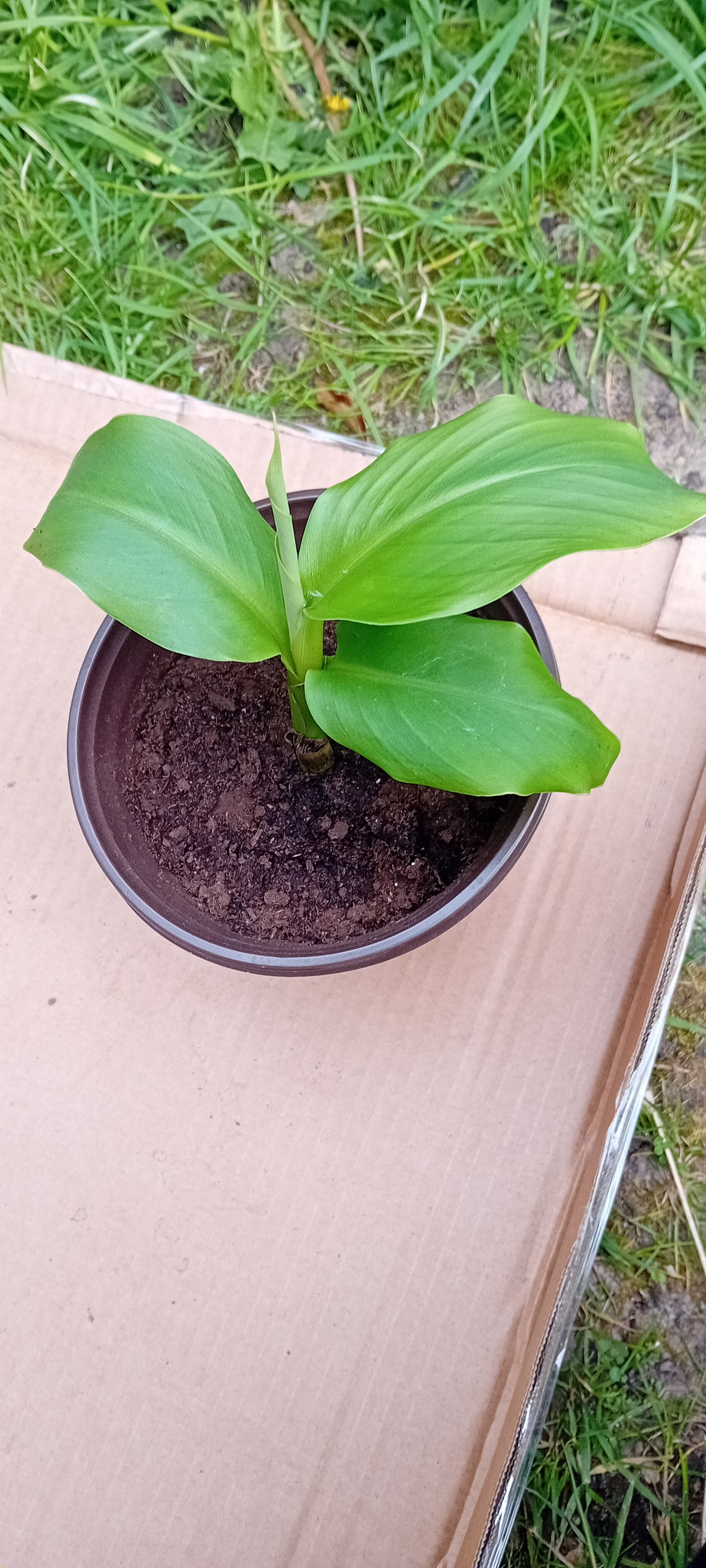 Musa basjoo (15cm)