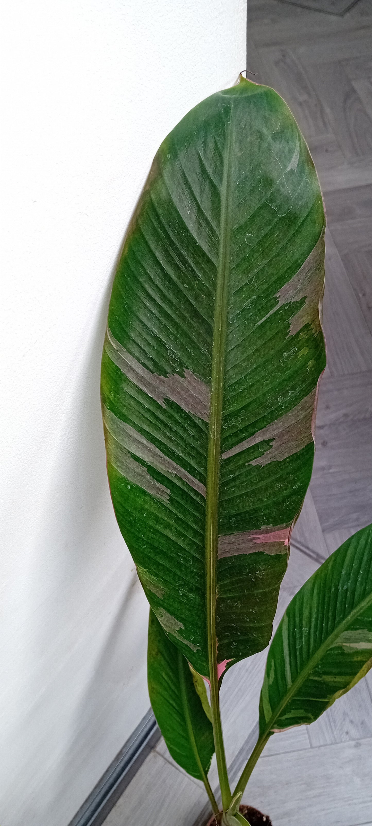 Musa NoNo pink variagated