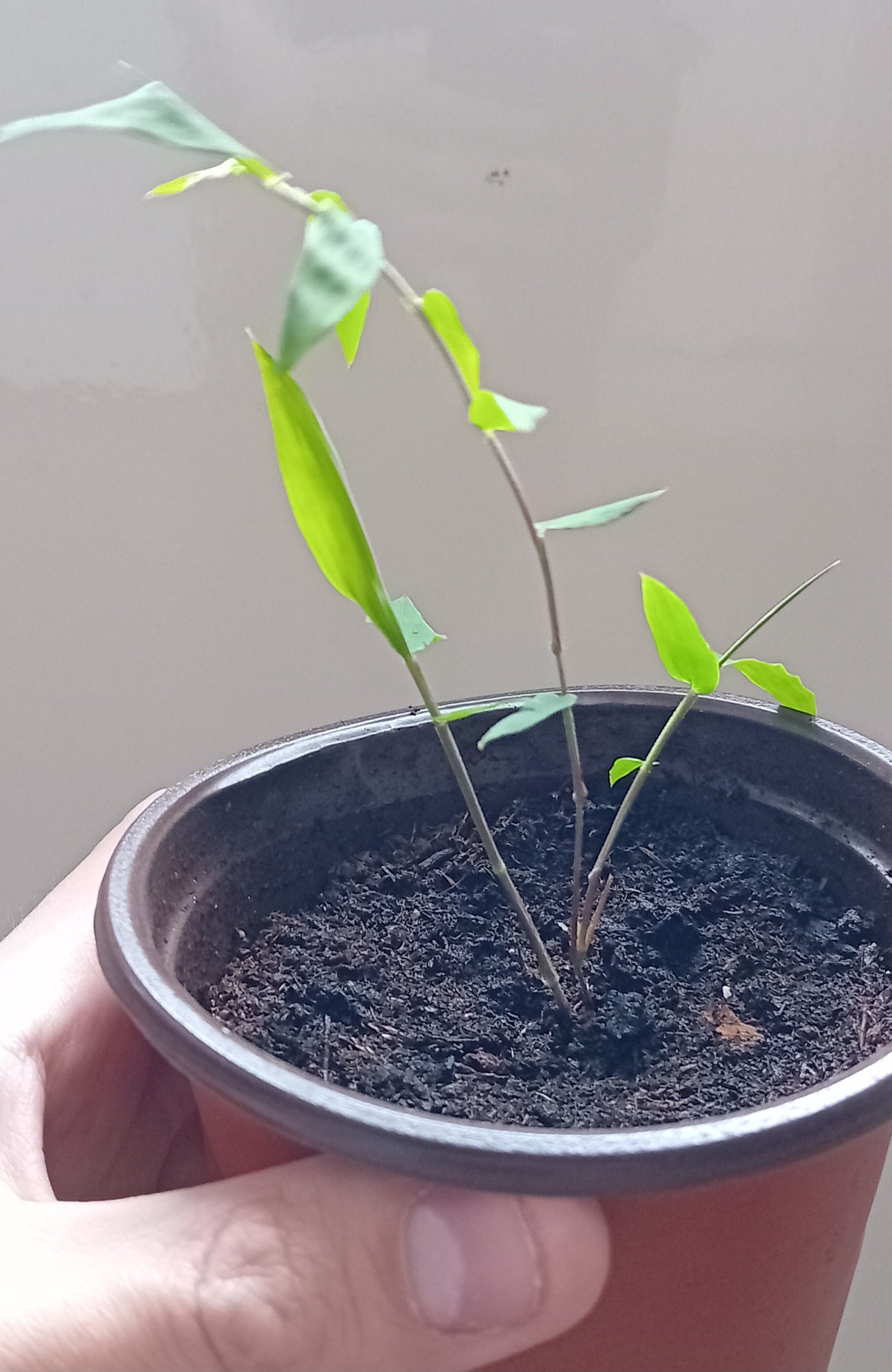 Dendrocalamus asper (Plug Plant)