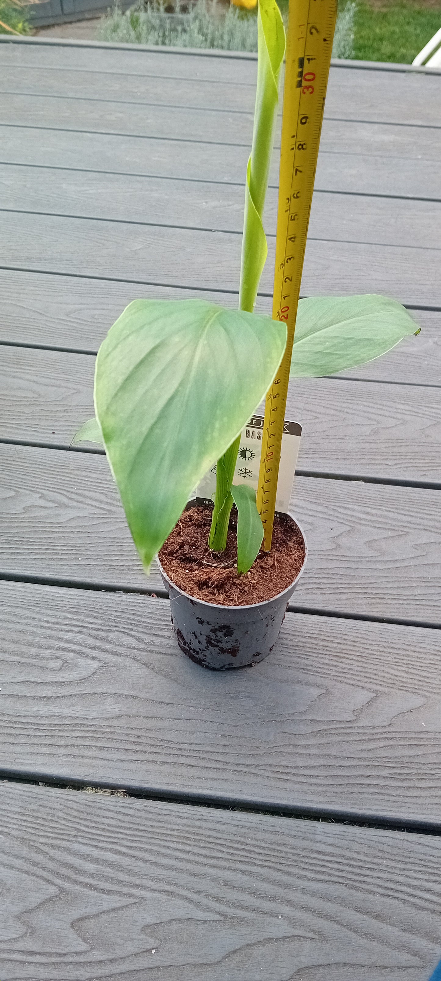 Musa Basjoo (25-30cm