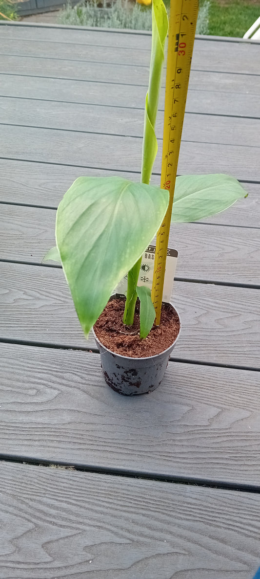 Musa Basjoo (25-30cm
