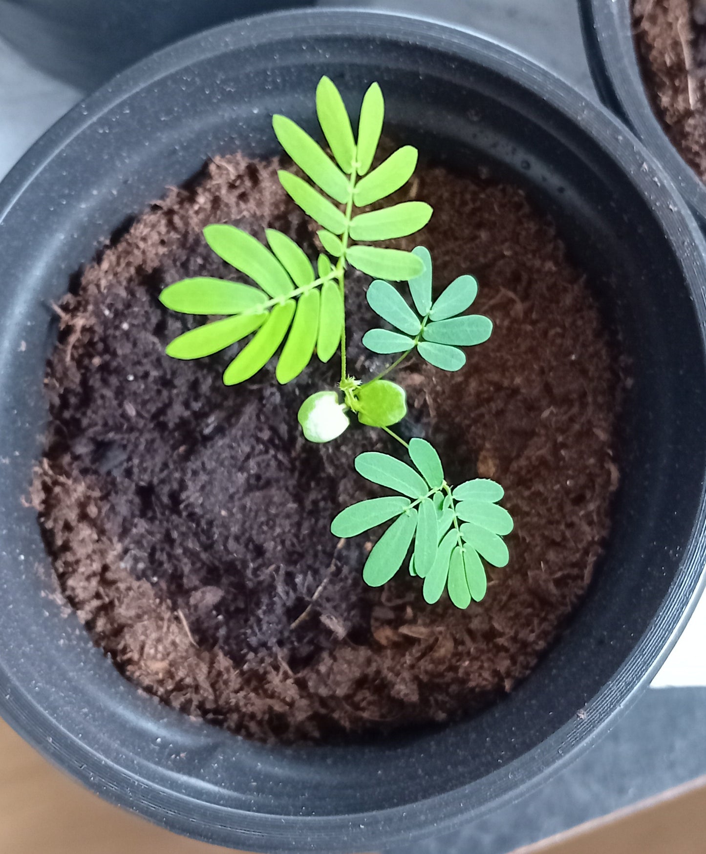 Mimosa Pudica