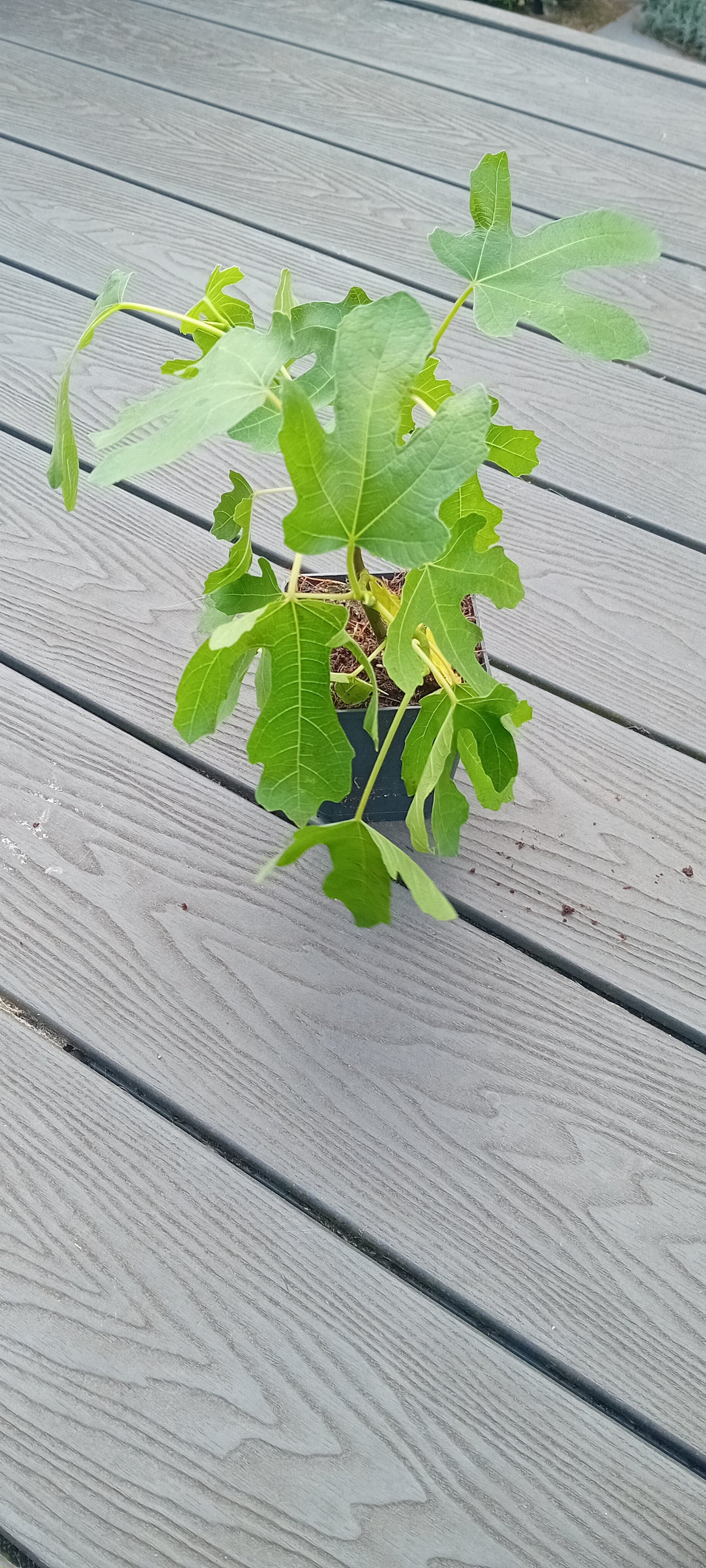 Ficus carica (15-20cm)