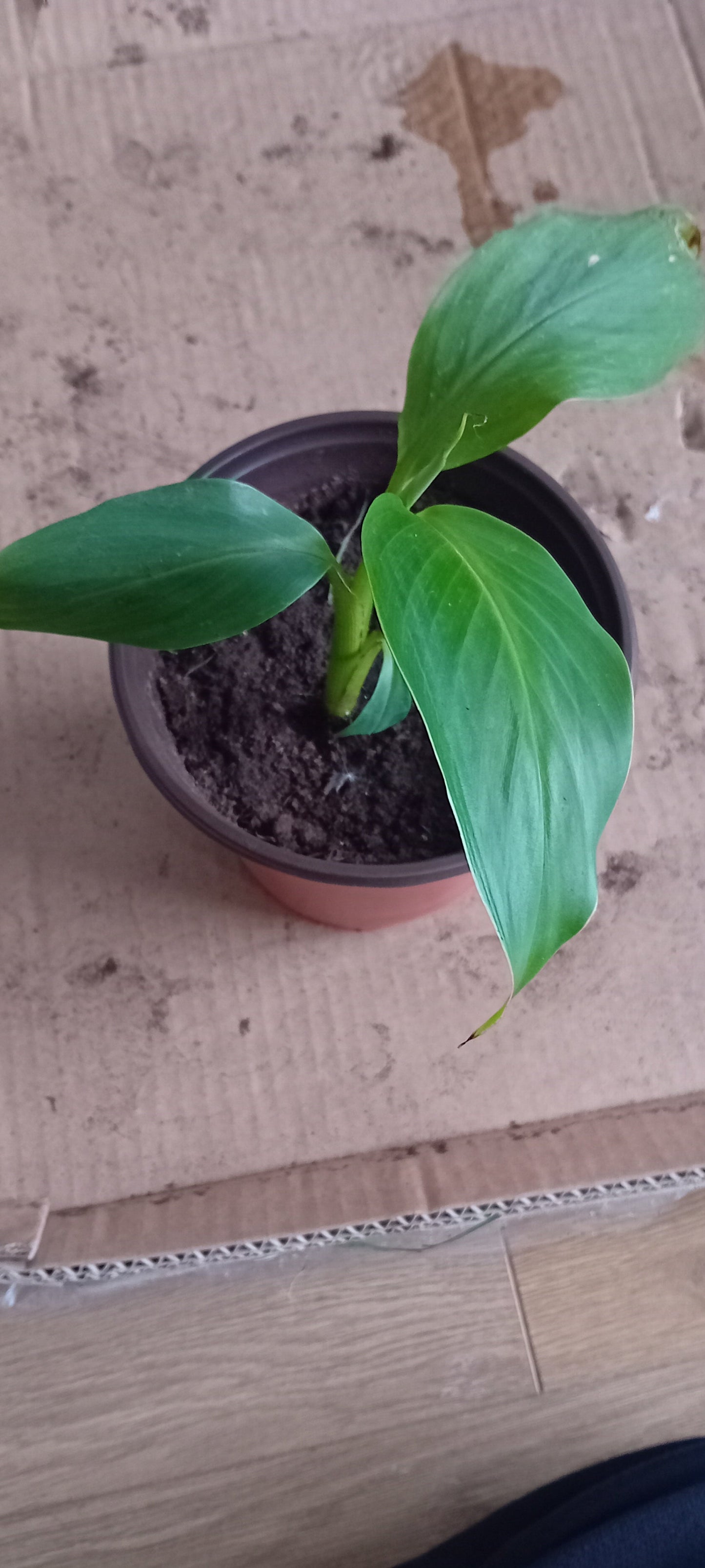 Musa sikkimensis (15cm)
