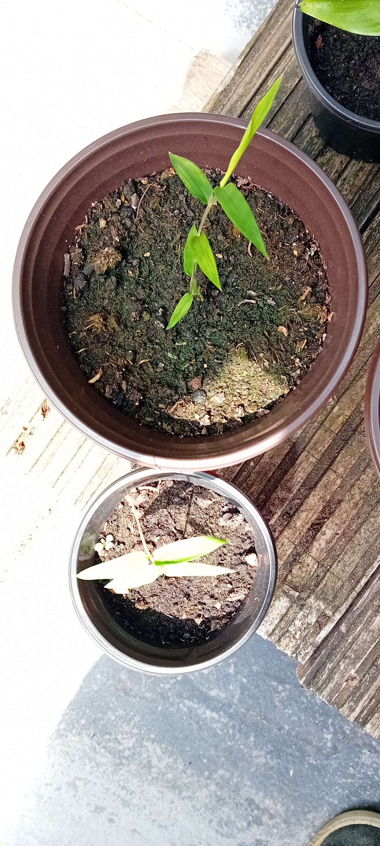 Dendrocalmus asper (Plug plant) bamboo