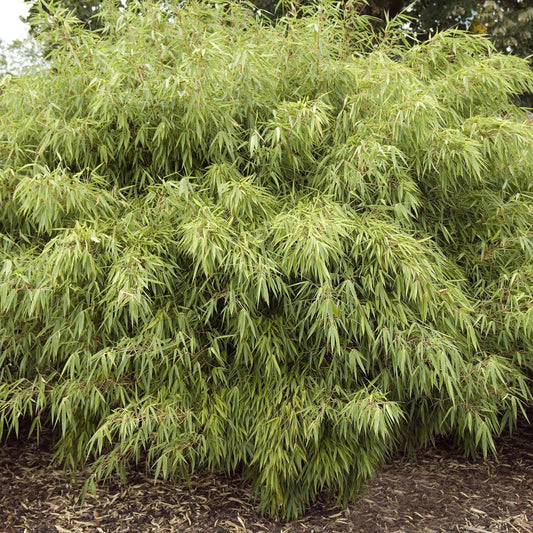 Fargesia Rufa 'Woody Bamboo' 80cm