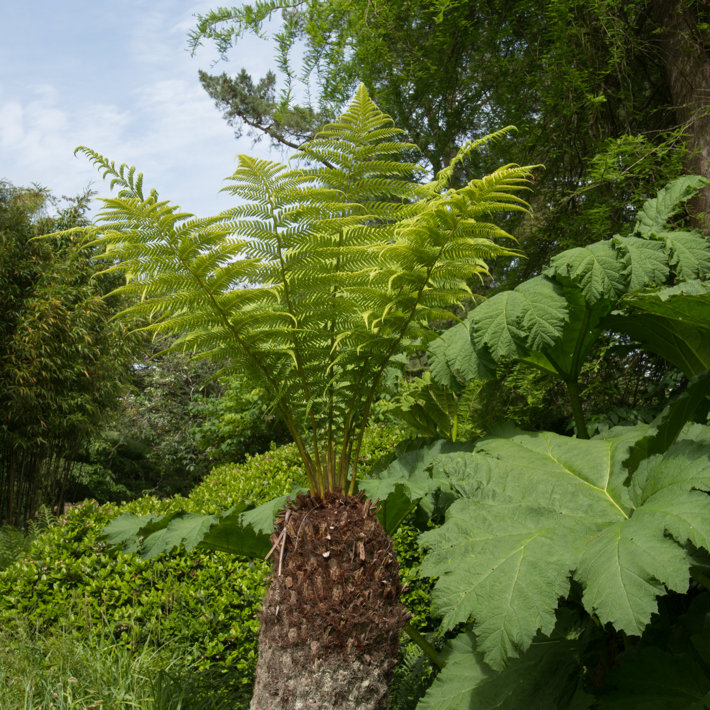 Dicksonia antarctica 'Tree Fern' 1/2/5L
