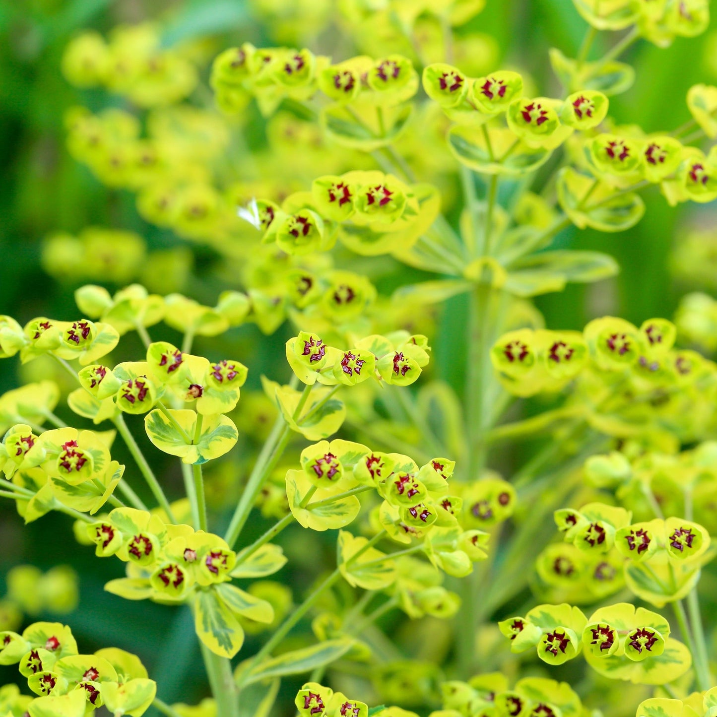 Euphorbia x martinii 'Ascot Rainbow' 9cm/1.5/2L