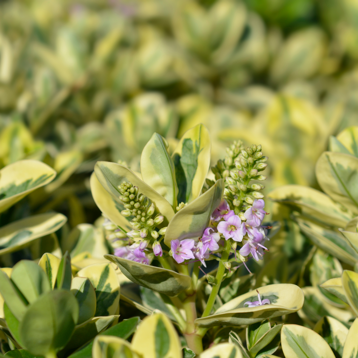 Variegated Hebe andersonii Katrina 1L/5L