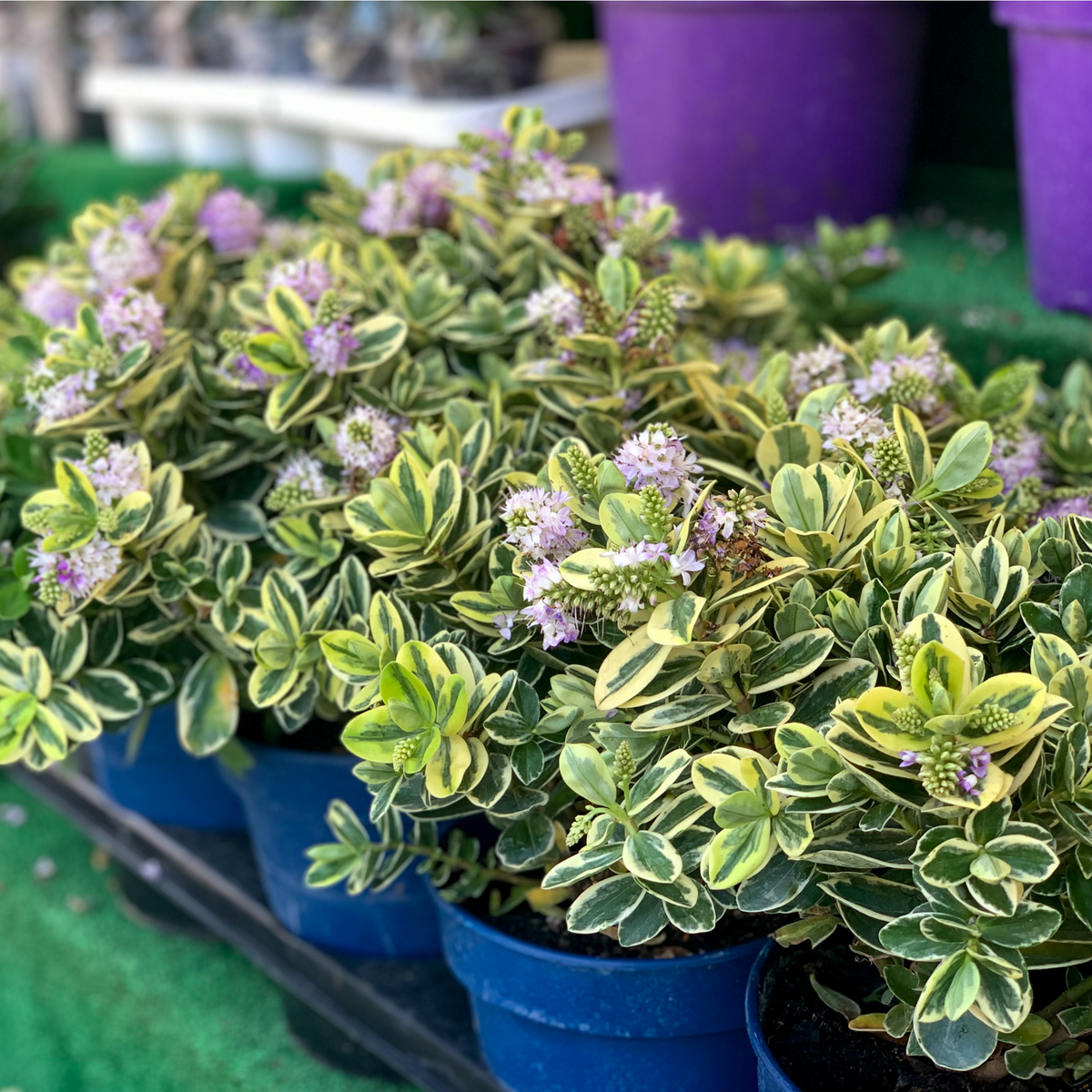 Variegated Hebe andersonii Katrina 1L/5L