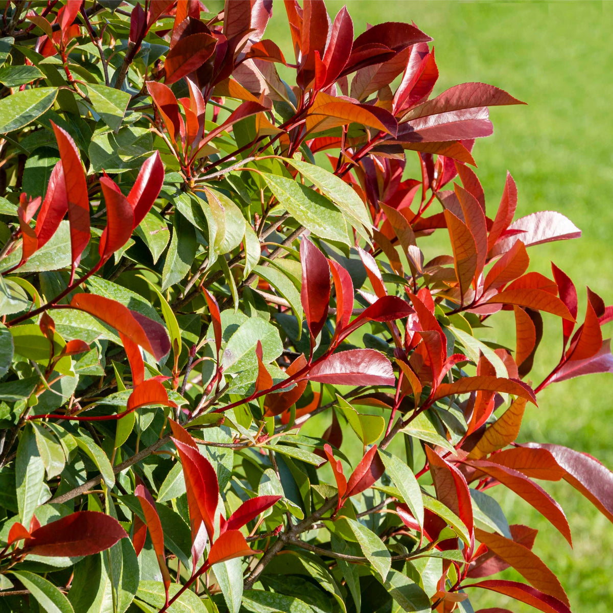 Photinia Red Robin 1L