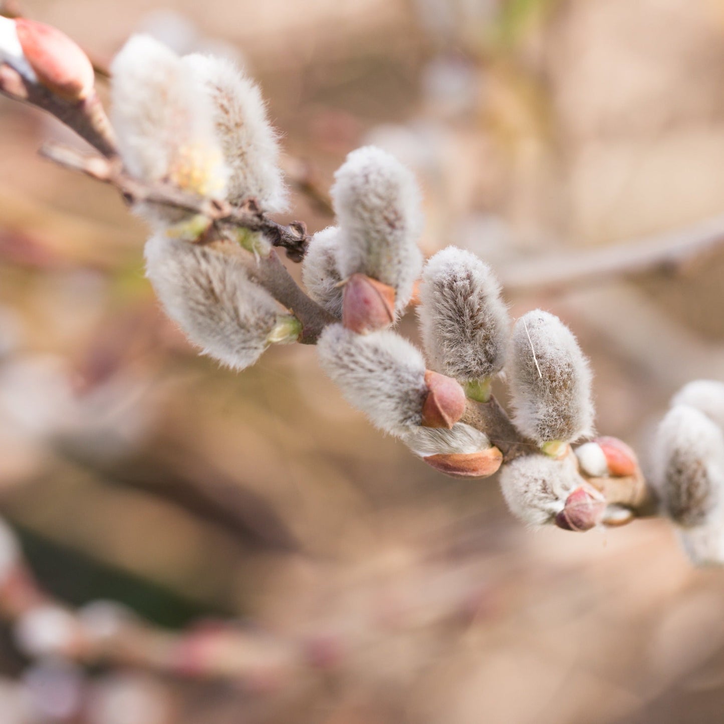 Salix 'Kilmarnock' Weeping Willow Tree