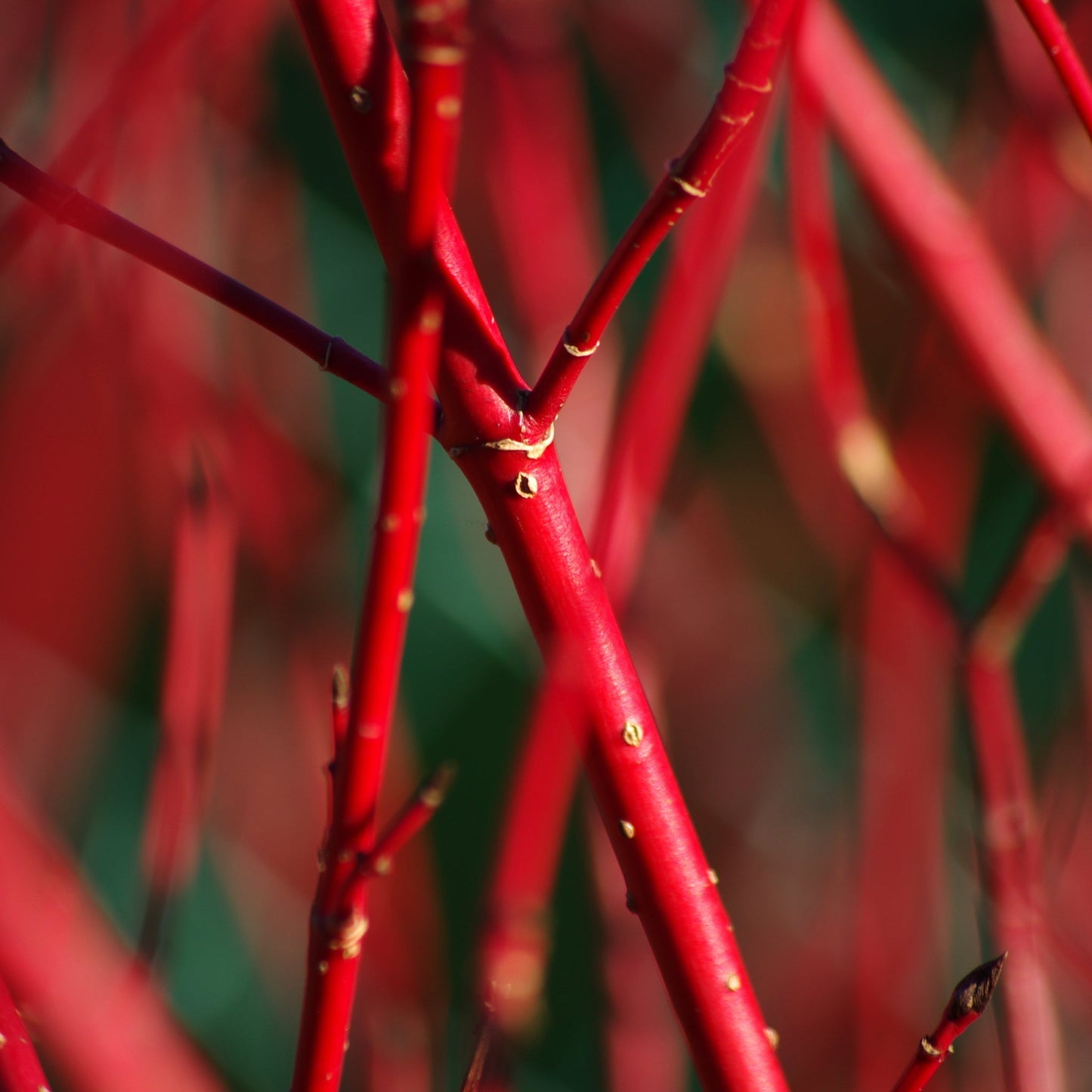 Cornus 'Sibirica' (Siberian Dogwood) 2L. 60cm height