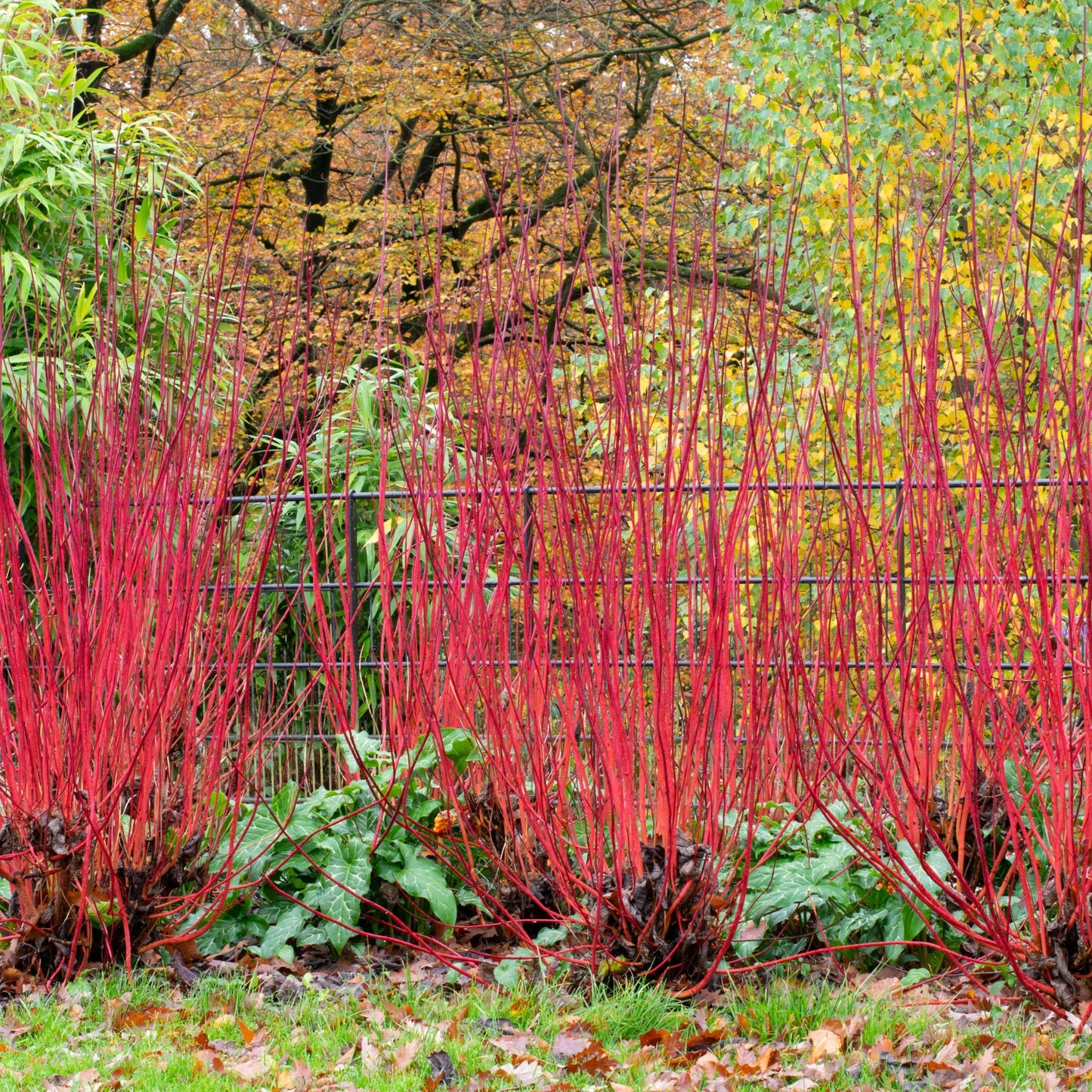 Cornus 'Sibirica' (Siberian Dogwood) 2L. 60cm height