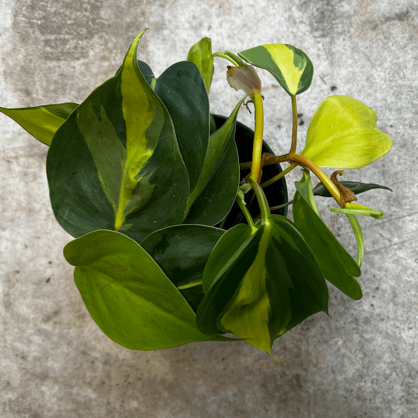 Philodendron scandens 'Brasil' (Pothos/ Devils Ivy)- Various sizes