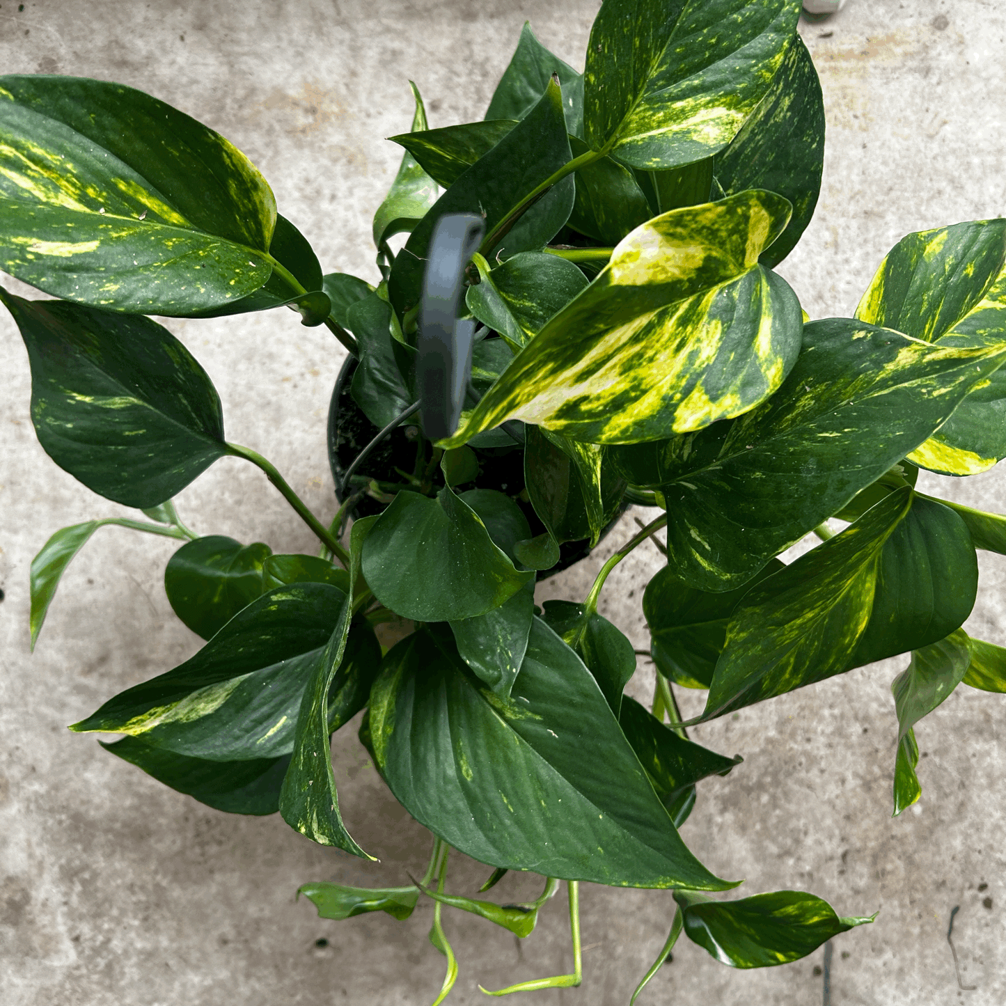 Epipremnum aureum 'Golden Pothos (Devils Ivy)