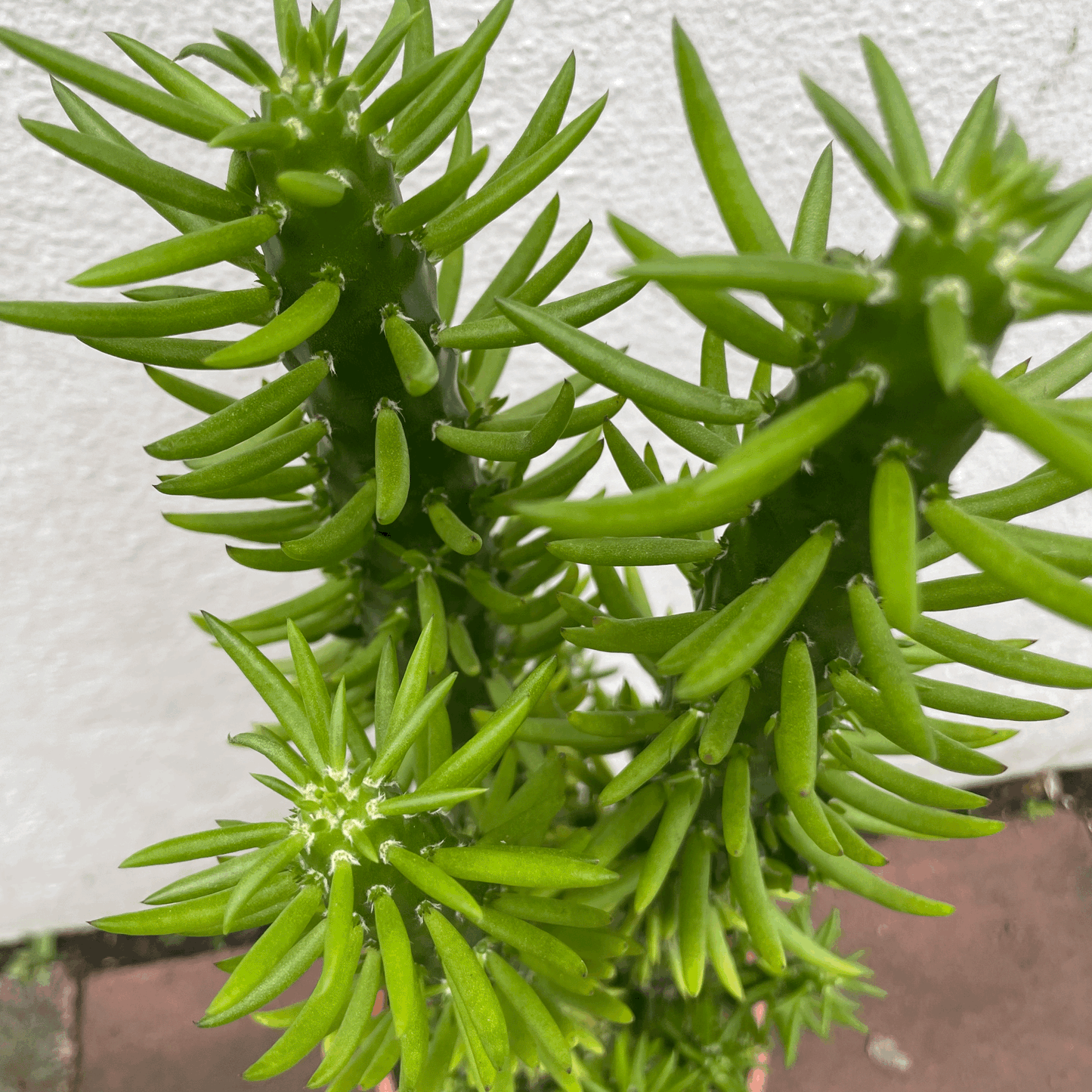 Austrocylindropuntia subulata (Eves Pin Cactus)